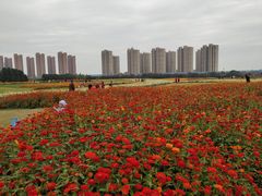 -映月湖中央公园
