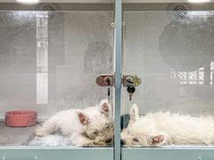 -萌宠之家·腊肠犬·马尔泰·小体犬舍