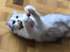 -MOYOYO猫咪咖啡店