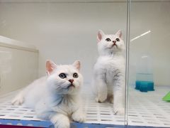 -lincat·猫舍(广州店)