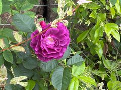 -春花秋色城市公园