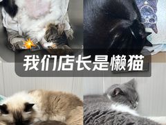 -瑞派宠物医院东莞中心医院·24H转诊·异宠(新河北路院)
