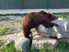 -上海野生动物园