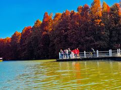 -上海海湾国家森林公园