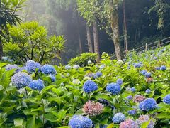 -龙苍沟森林公园