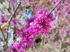 -高东镇樱花园
