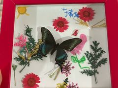 -上海大自然野生昆虫馆(东方明珠·爬宠昆虫探索中心)