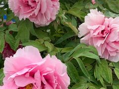 -圆明园遗址公园-藻园门售票处