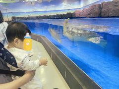-芜湖新华联大白鲸海洋公园