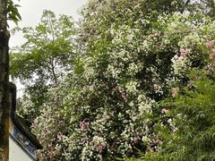 -深圳国际园林花卉博览园