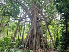 -中国科学院西双版纳热带植物园