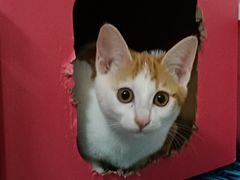 -麦当劳(沙河店)