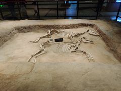 -洛阳周王城天子驾六博物馆