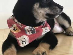 -柴犬小屋·柴餐厅·狗咖食堂(金鼎广场店)