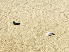 -海云台海滩