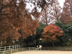 -神户市立六甲山牧场