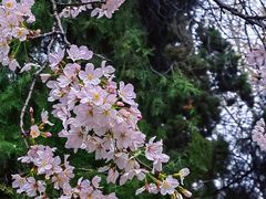 -武汉大学-樱园