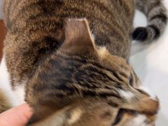 -瑞派动物医院·绝育·犬猫全科·预防医学(光景江南中店)