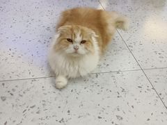 -喵园·猫主题咖啡厅·撸猫·猫咖(国贸店)