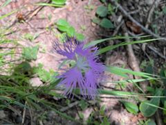 -牛背梁国家森林公园