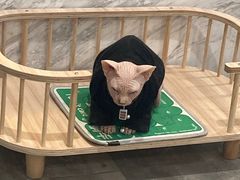 -楼上猫咖(罗湖店)