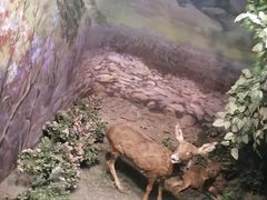 -吉林省自然博物馆