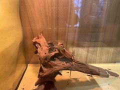 -酷以爬仙阁实体爬宠店·守宫·蜥蜴·专业繁育