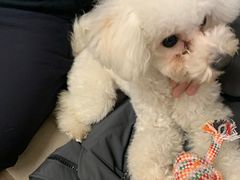 -柴迷FANS CLUB·柴犬狗咖·猫咖