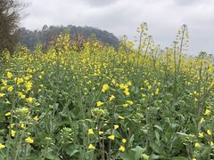 -桑洲油菜花景区