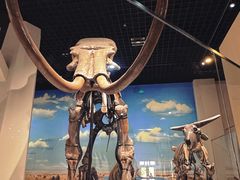 -国家自然博物馆