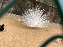 -秦皇岛野生动物园