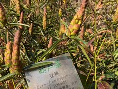 -广州神农草堂中医药博物馆