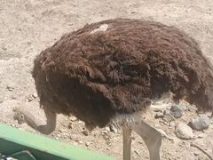 -新疆天山野生动物园