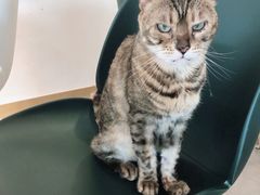 -飞行喵MR PILOT|猫舍·猫咖(静安大融城店)