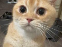 -东方名猫馆·英短金渐层布偶猫舍(环线广场1号楼店)