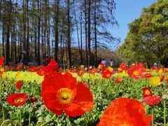 -上海共青森林公园