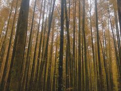 -山王坪喀斯特国家生态公园