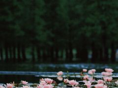 -白鹭湾湿地公园