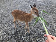 -鹿境梅花鹿生态园区