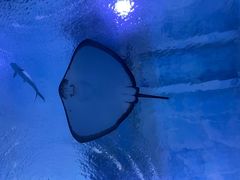 -海合安武汉极地海洋公园