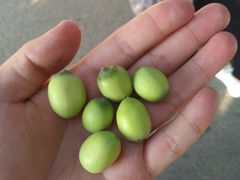 -荷花荡