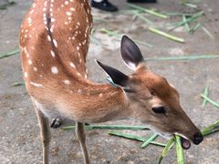 -鹿境梅花鹿生态园区