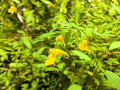 -峡谷浮石林景区