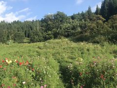 -武陵山森林公园