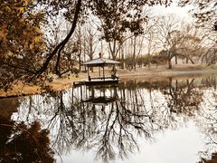 -上海共青森林公园