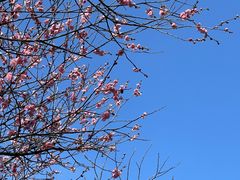 -梅花山(明孝陵内)