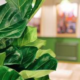 快来！这一道菜竟然用了25只大闸蟹！