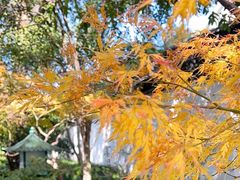 -秋霞圃