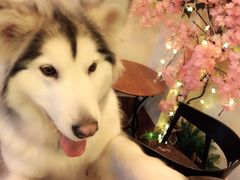 -李小姐の猫咖啡馆(五角场店)