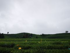 -龙坞茶村